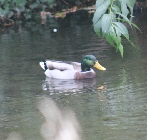 Mallard