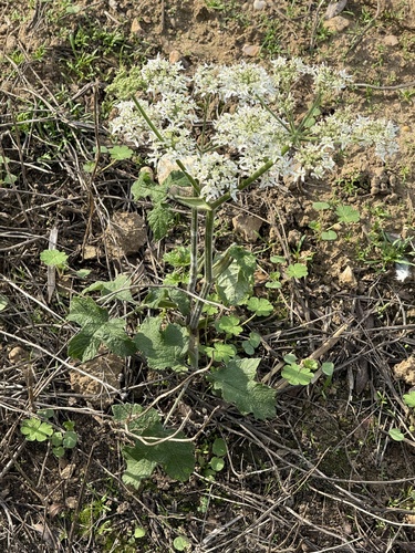 Heracleum sphondylium, photograph 2