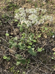 author not stated, no rights reserved Heracleum sphondylium, photograph author not stated, no rights reserved
