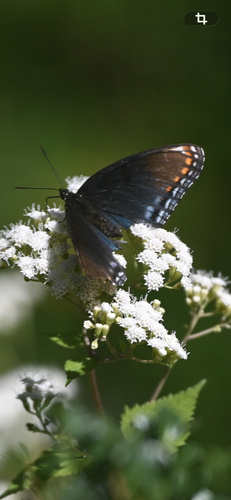 Red-spotted Admiral