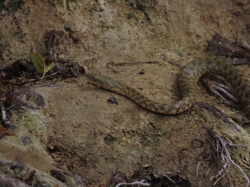 Tessellated Water Snake