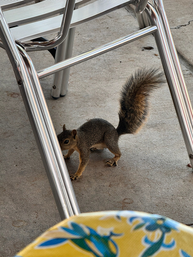 Eastern Fox Squirrel