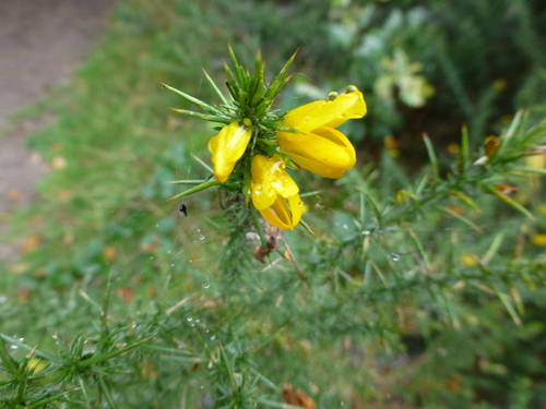 Ulex europaeus