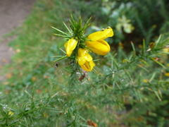 Ulex europaeus