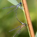 Common Spreadwing - Photo (c) marcel-silvius, some rights reserved (CC BY-NC)