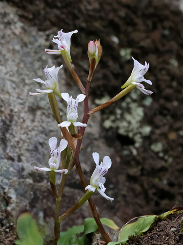 Disa sagittalis, photograph 1