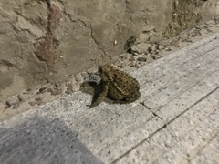 Bufo gargarizans