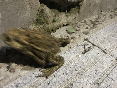 Bufo gargarizans