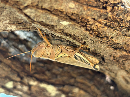 Differential Grasshopper