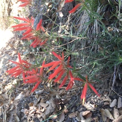 Castilleja tenuiflora