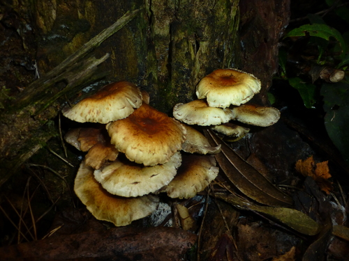 Sulphur Tuft