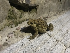 Bufo gargarizans