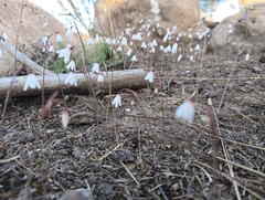 Acis autumnalis, photograph (c) Mehdi Chetibi, some rights reserved (CC BY)