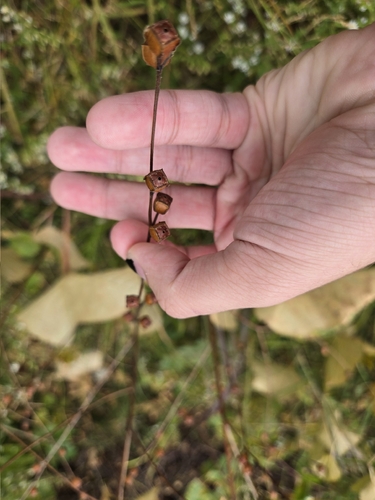 Ludwigia alternifolia, photograph 1