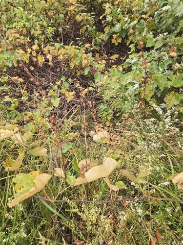 Ludwigia alternifolia, photograph 2