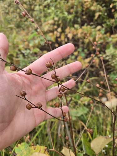Ludwigia alternifolia, photograph 4