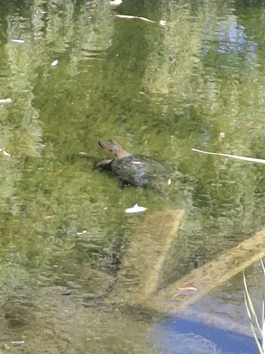 Common Snapping Turtle