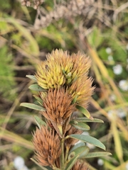 Lespedeza capitata, photograph (c) Alexander Diaz, some rights reserved (CC BY)
