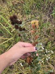 Lespedeza capitata, photograph (c) Alexander Diaz, some rights reserved (CC BY)