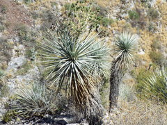 Yucca rigida