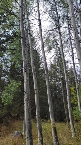 quaking aspen