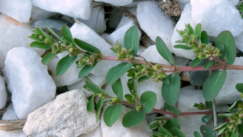 Euphorbia prostrata, photograph 6