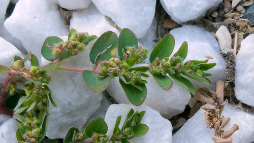Euphorbia prostrata, photograph 5
