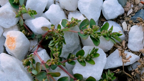 Euphorbia prostrata, photograph 4