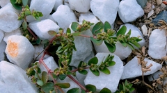 Euphorbia prostrata, photograph author not stated, no rights reserved