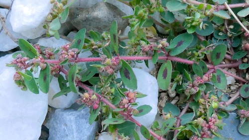 Euphorbia maculata, photograph 5
