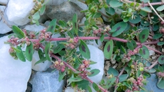 Euphorbia maculata, photograph author not stated, no rights reserved