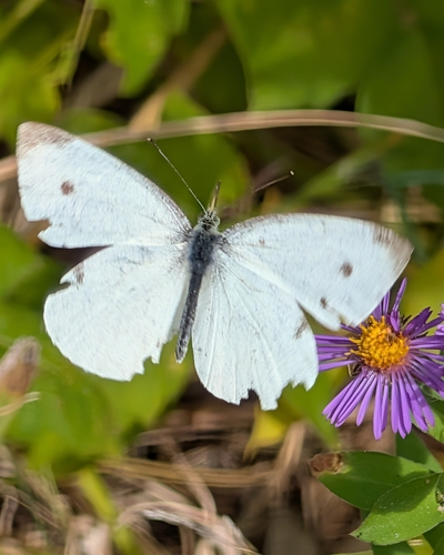 Small White