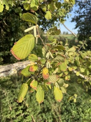 Corylus avellana, photograph author not stated, no rights reserved
