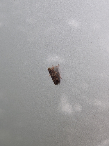Coppery Leafhopper