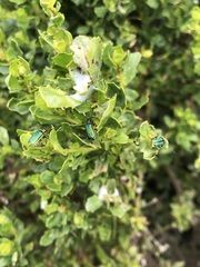 Trirhabda flavolimbata