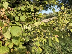 Corylus avellana, photograph author not stated, no rights reserved