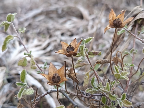 Sage-leaved Rock-rose
