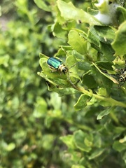 Trirhabda flavolimbata