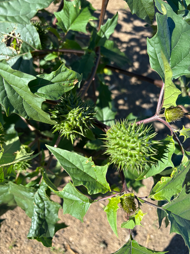 jimsonweed