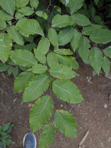 Fagus grandifolia, photograph 3