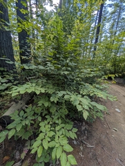 Fagus grandifolia, photograph (c) Nick Kleinschmidt, some rights reserved (CC BY)