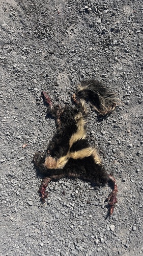 Striped Skunk