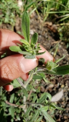 Allophyllum divaricatum