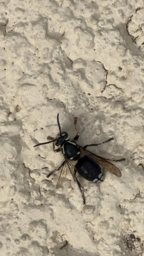 Bald-faced Hornet