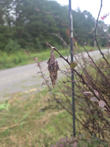 Evergreen Bagworm Moth