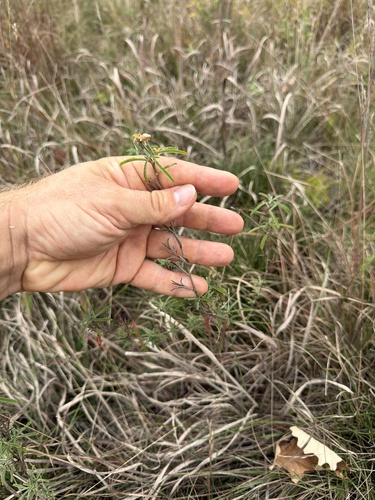 Oenothera serrulata, 2026-09-25