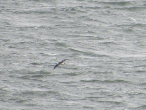 Leach's Storm-Petrel