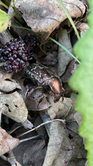 Protaetia orientalis