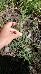 Allophyllum divaricatum