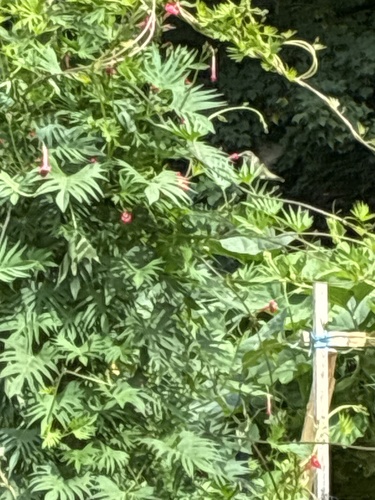 Ruby-throated Hummingbird
